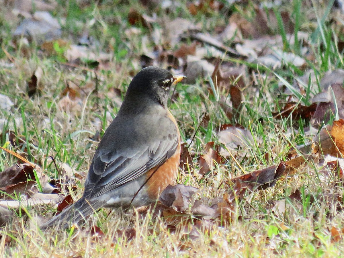 American Robin - michele ramsey