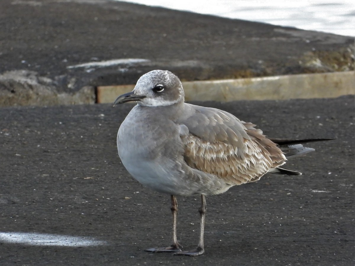 Laughing Gull - ML199761561