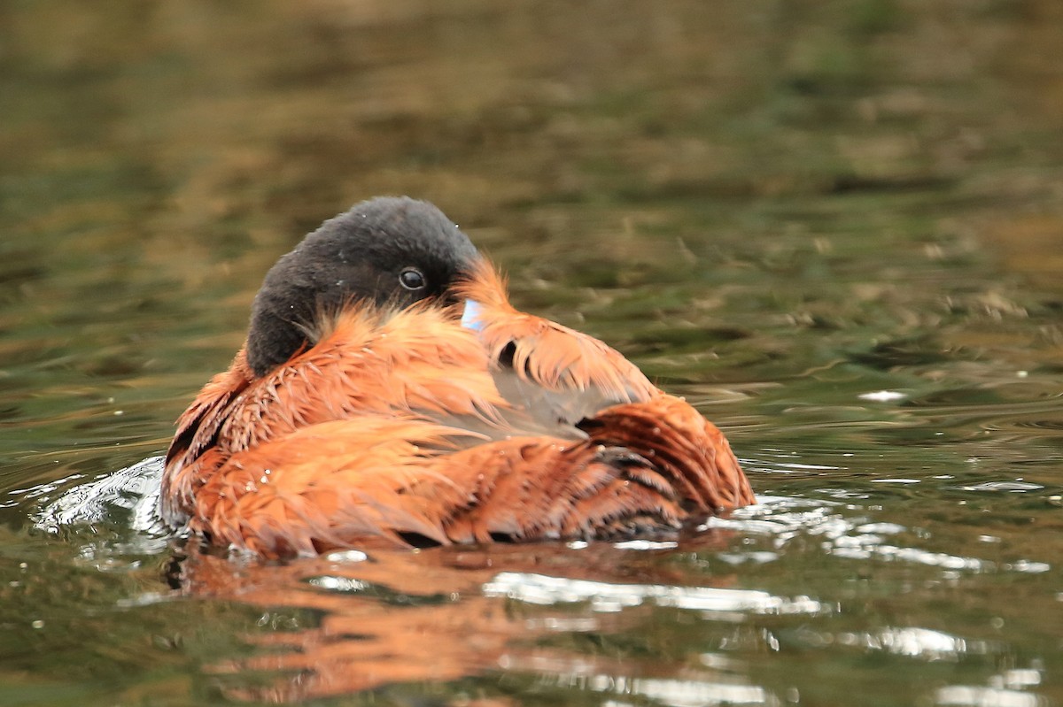 Andean Duck (ferruginea) - Tim Lenz
