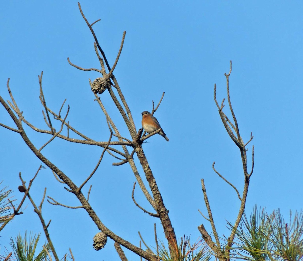 Eastern Bluebird - ML199764091