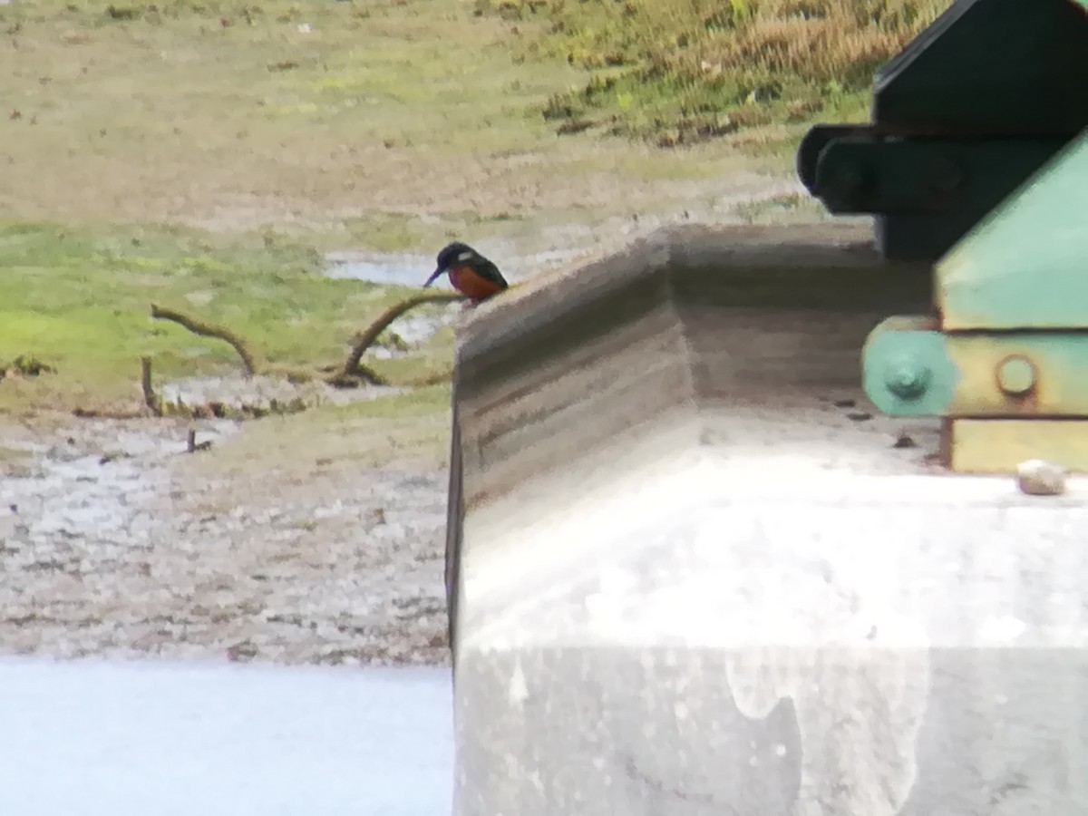 Common Kingfisher - ML199764311