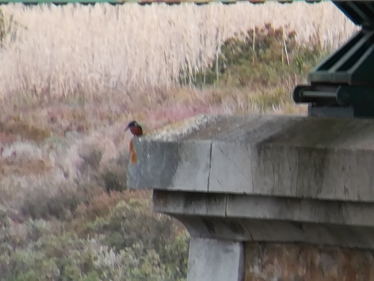 Common Kingfisher - ML199764391