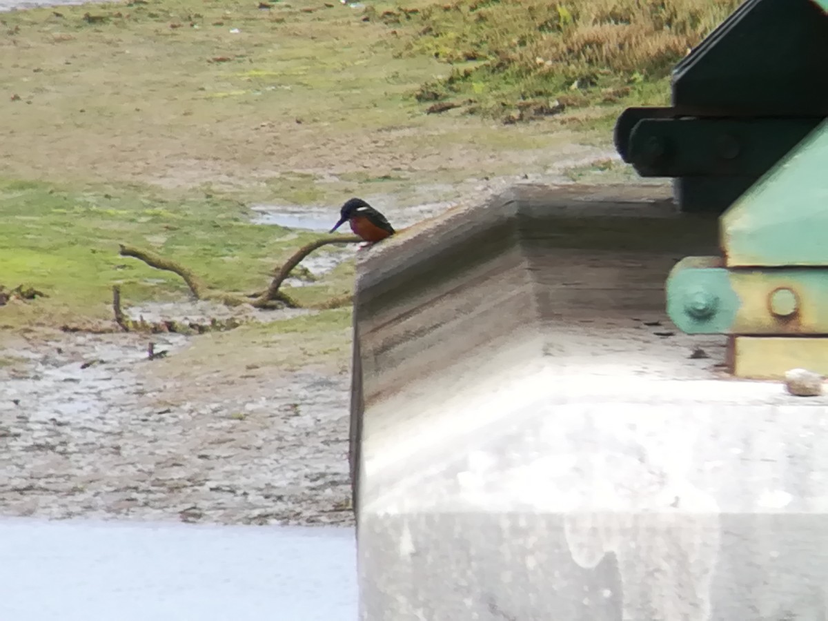 Common Kingfisher - ML199764651