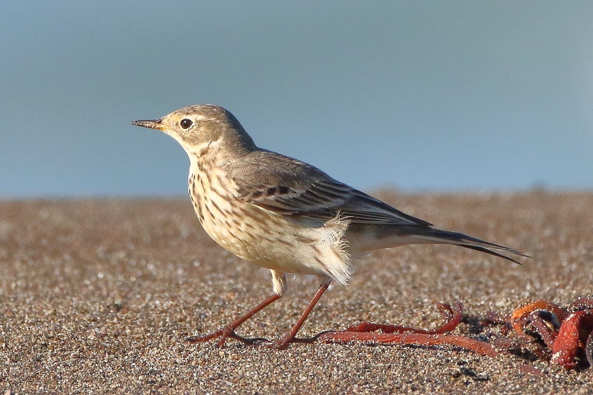 American Pipit - ML199764791