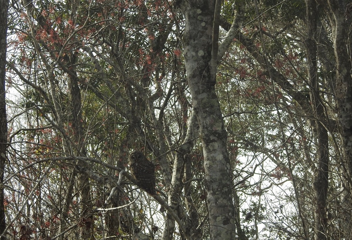 Barred Owl - ML199764811