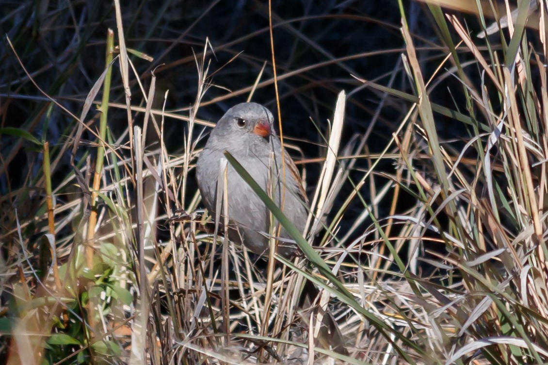 Black-chinned Sparrow - Carole Rose