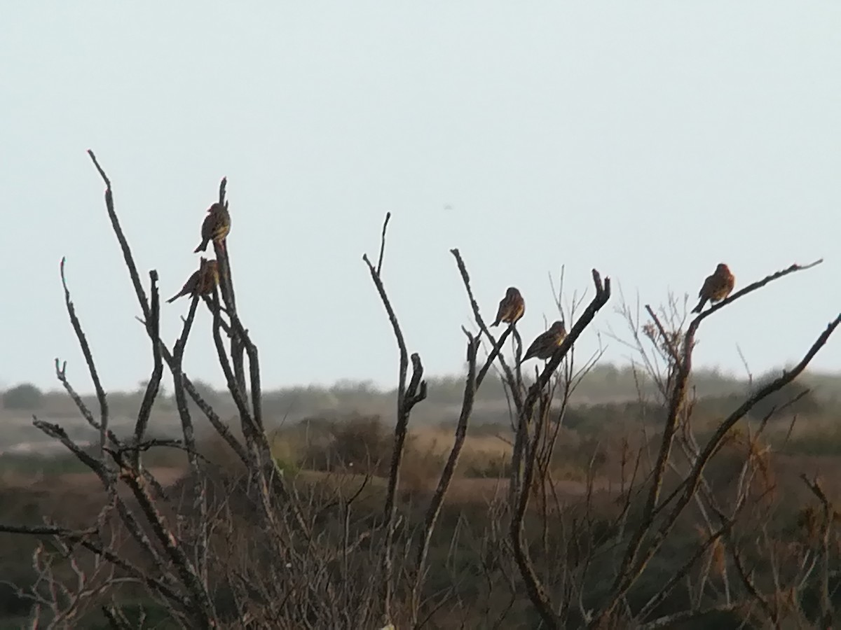 Corn Bunting - ML199765651