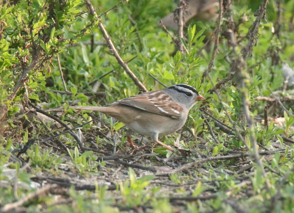 White-crowned Sparrow - ML199766731