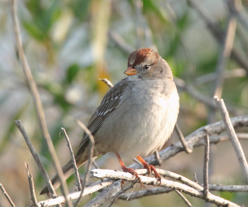 White-crowned Sparrow - ML199766741