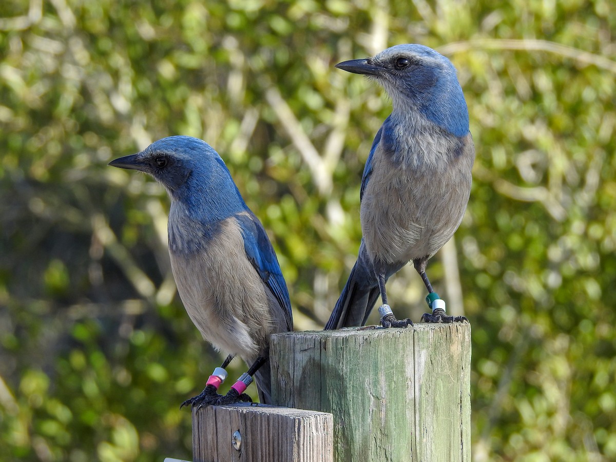 Florida Scrub-Jay - ML199768971