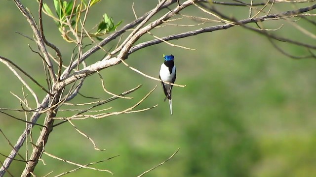 Colibrí Cornudito - ML199770651