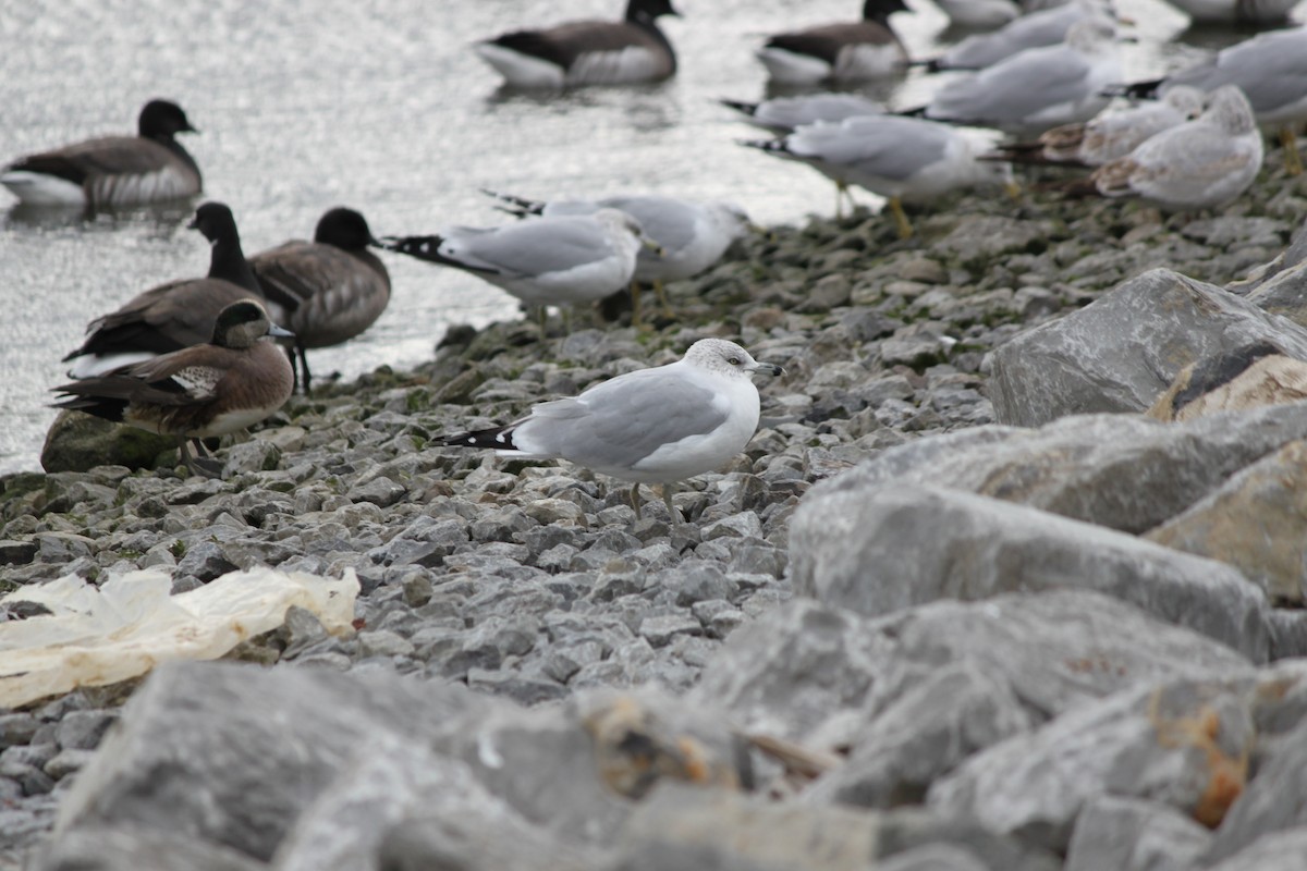 Ring-billed Gull - ML199772551