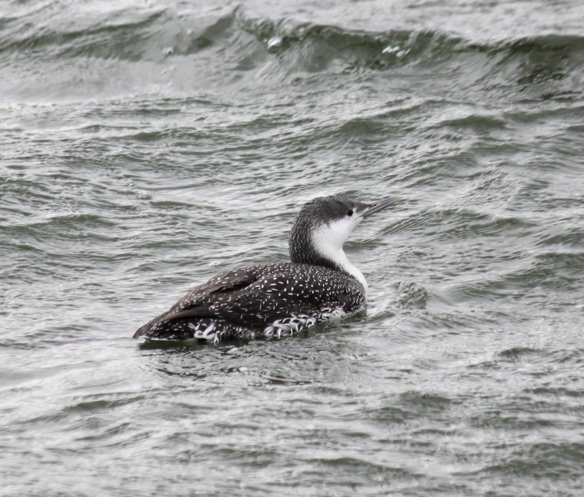 Red-throated Loon - ML199772611