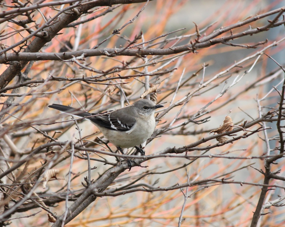 Northern Mockingbird - ML199772741