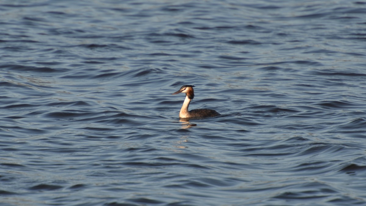 Great Crested Grebe - ML199774711