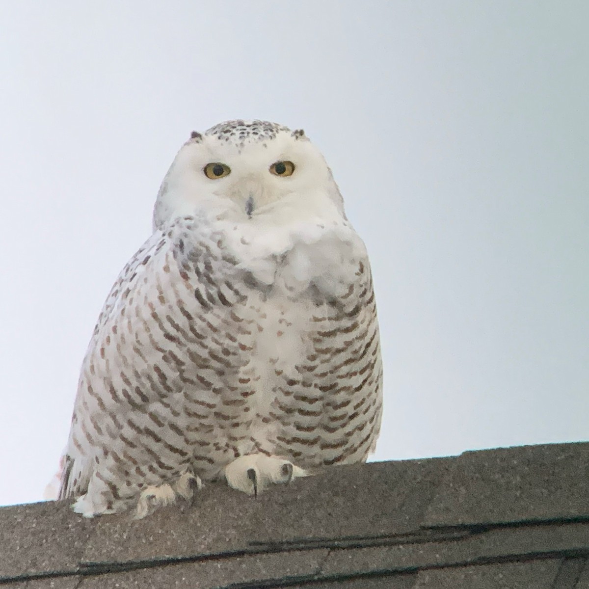 Snowy Owl - ML199776181