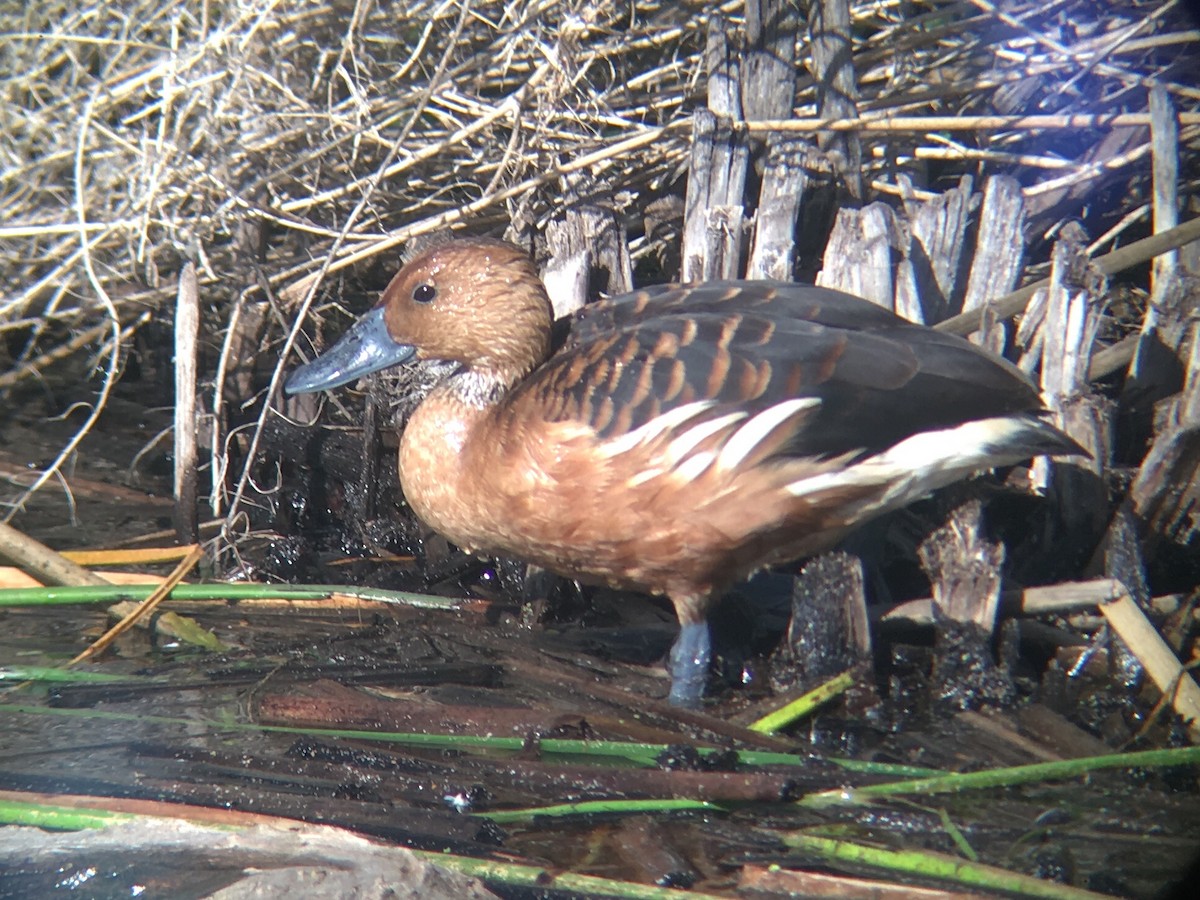 Fulvous Whistling-Duck - ML199776801