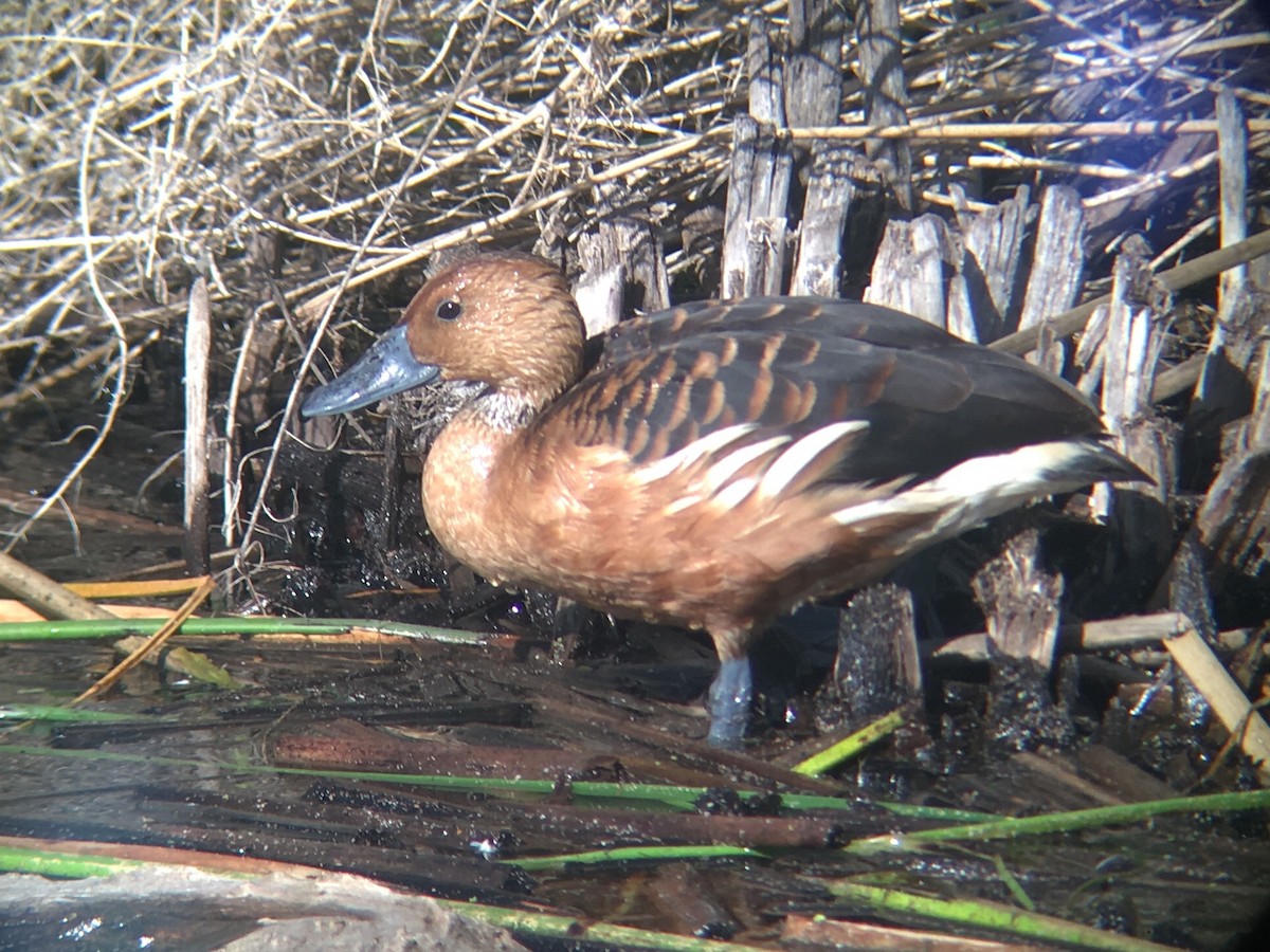 Dendrocygne fauve - ML199776801