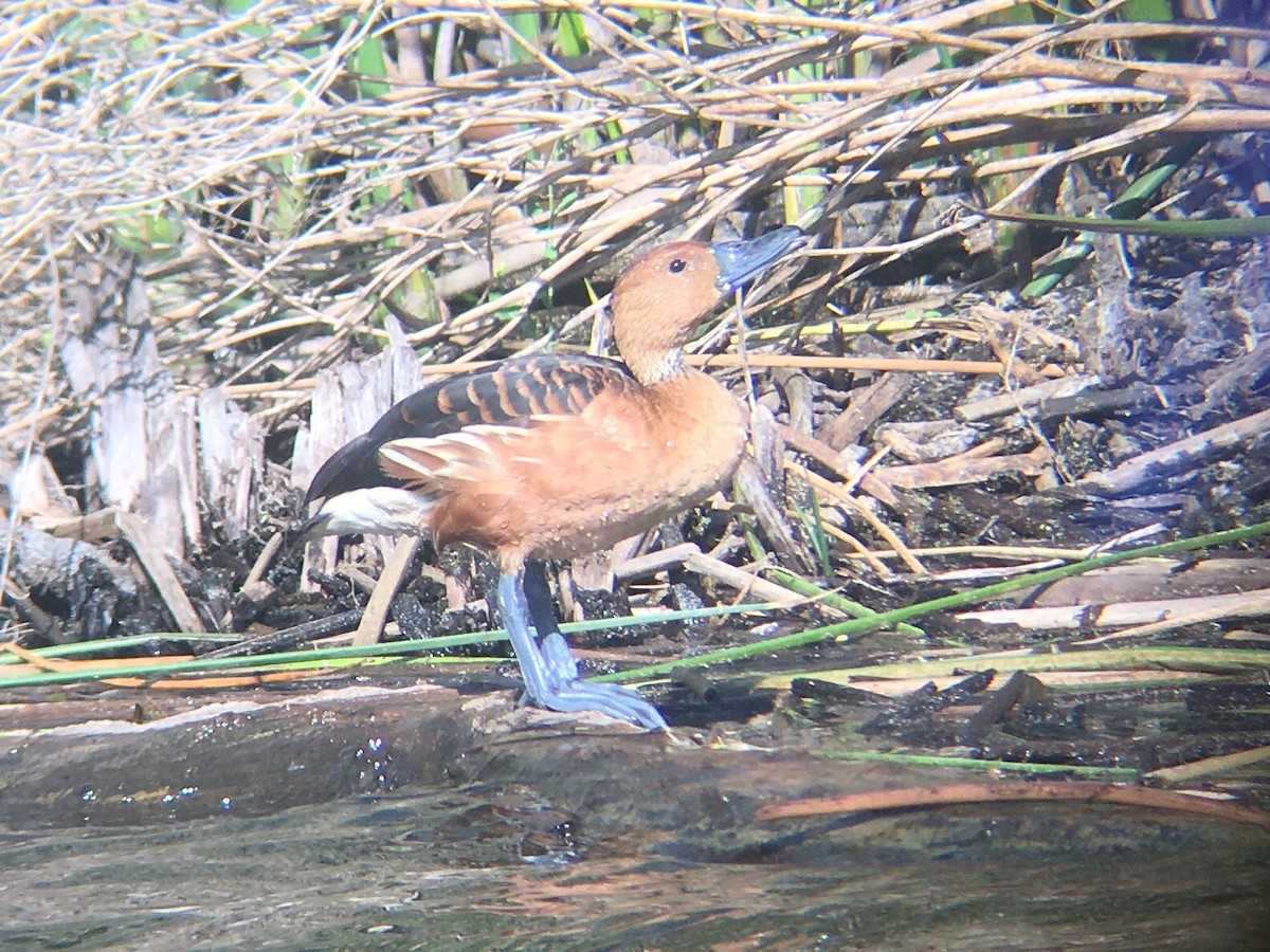 Fulvous Whistling-Duck - ML199776861