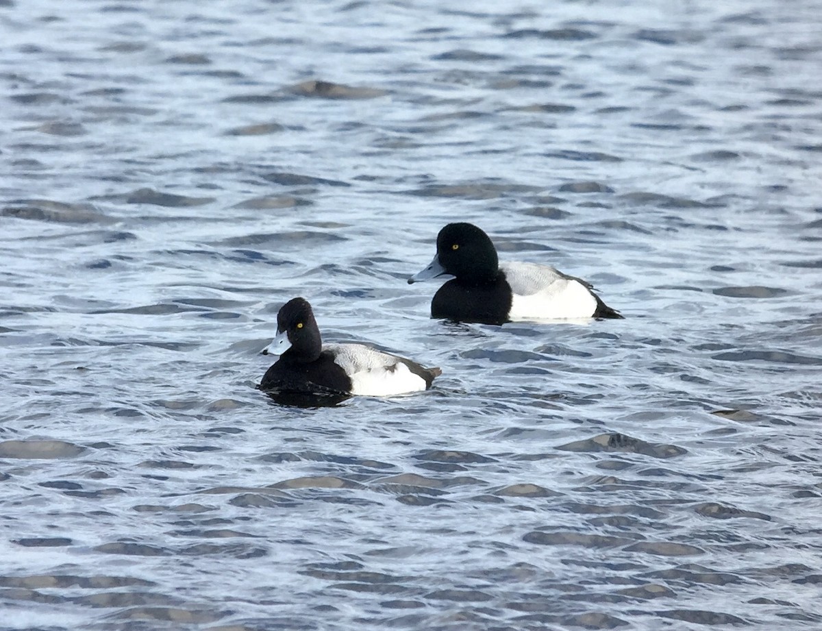 Lesser Scaup - ML199779741