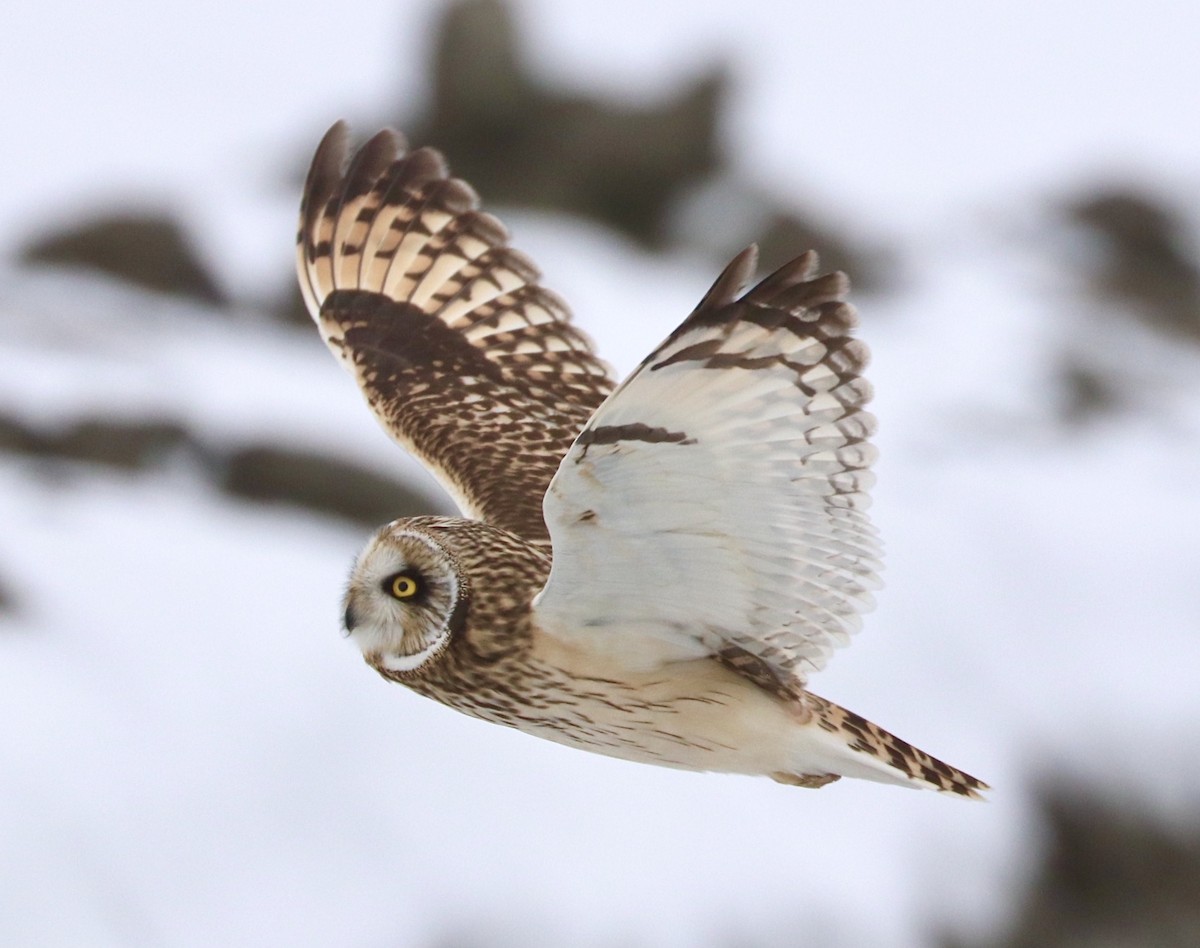 Short-eared Owl - ML199780201