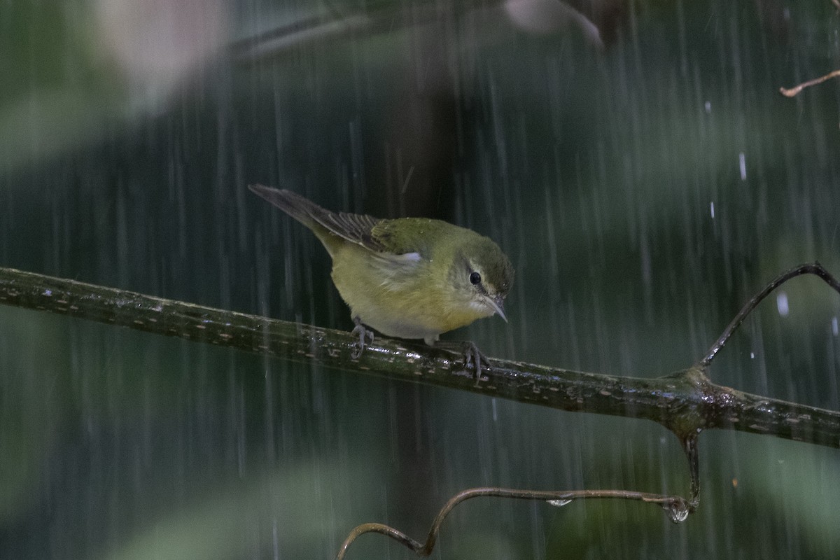 Tennessee Warbler - Marcelo Corella