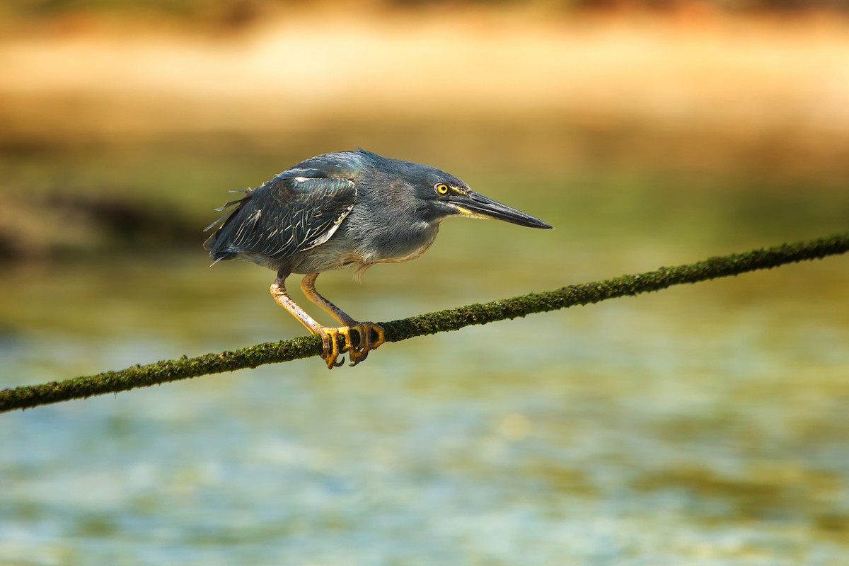 Striated Heron - ML199782131