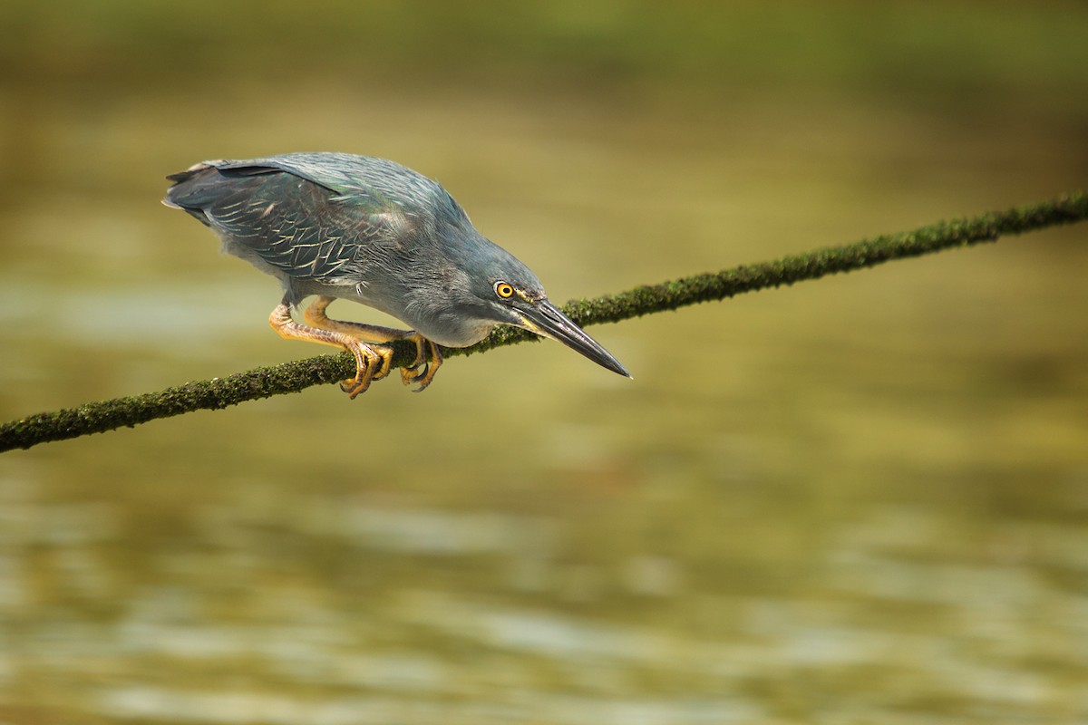 Striated Heron - ML199782151