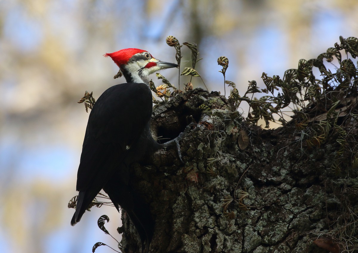Pileated Woodpecker - MaryAnn Teal