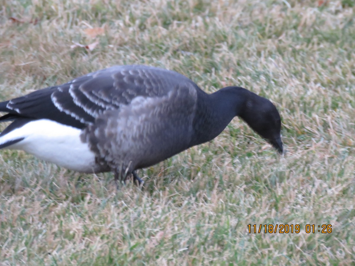 Brant - ML199784771