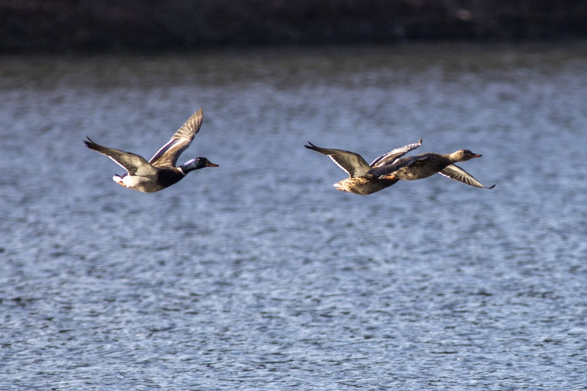 Canard colvert - ML199789931