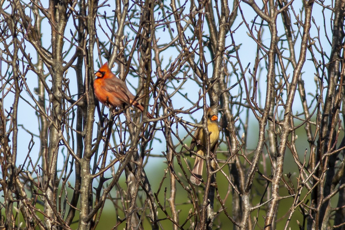 Northern Cardinal - George Holt