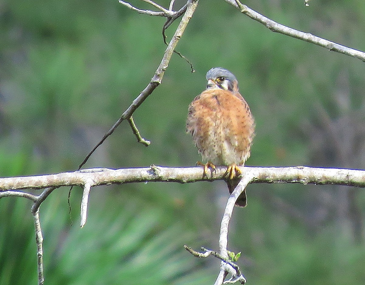 American Kestrel - ML199791841