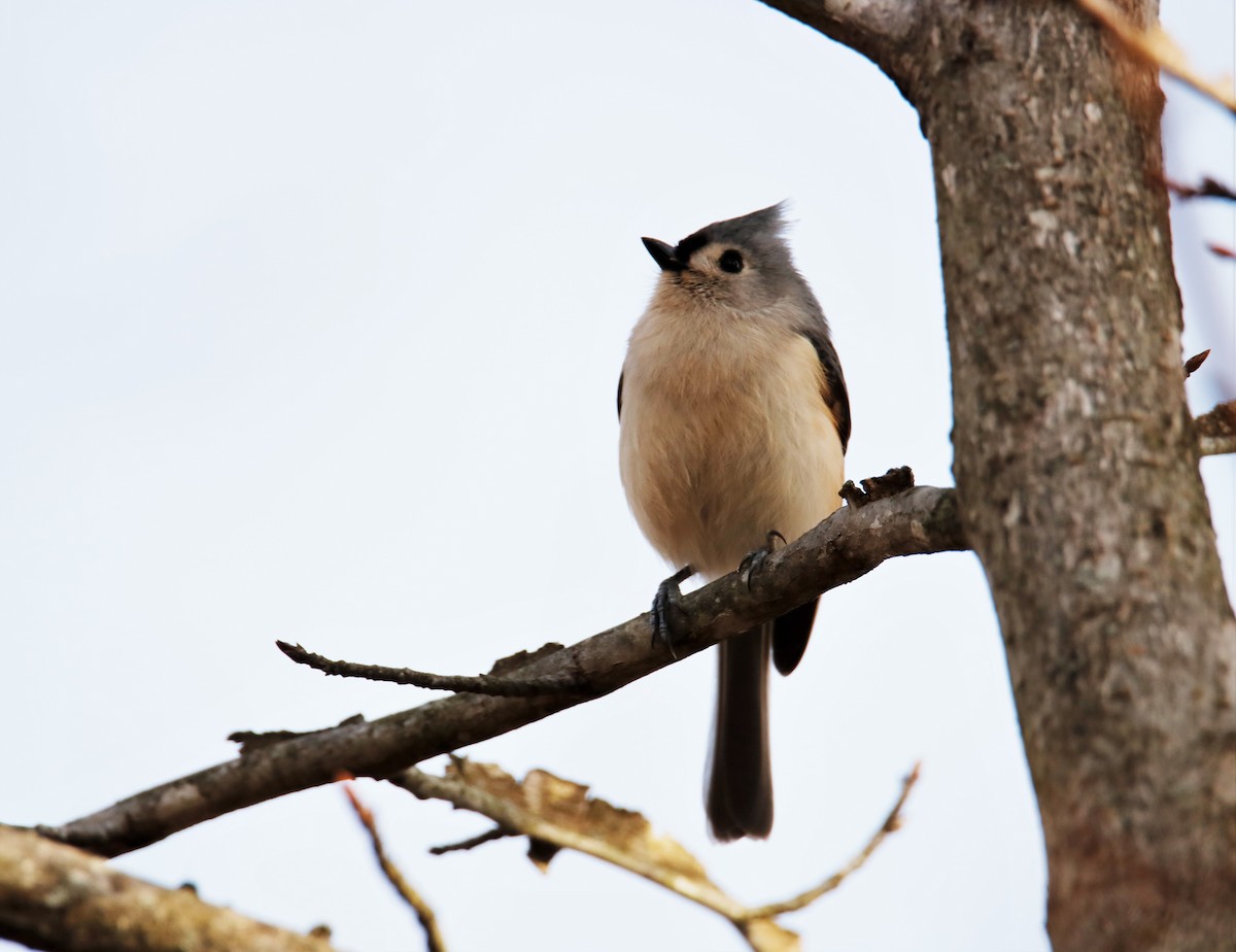 Tufted Titmouse - ML199792771