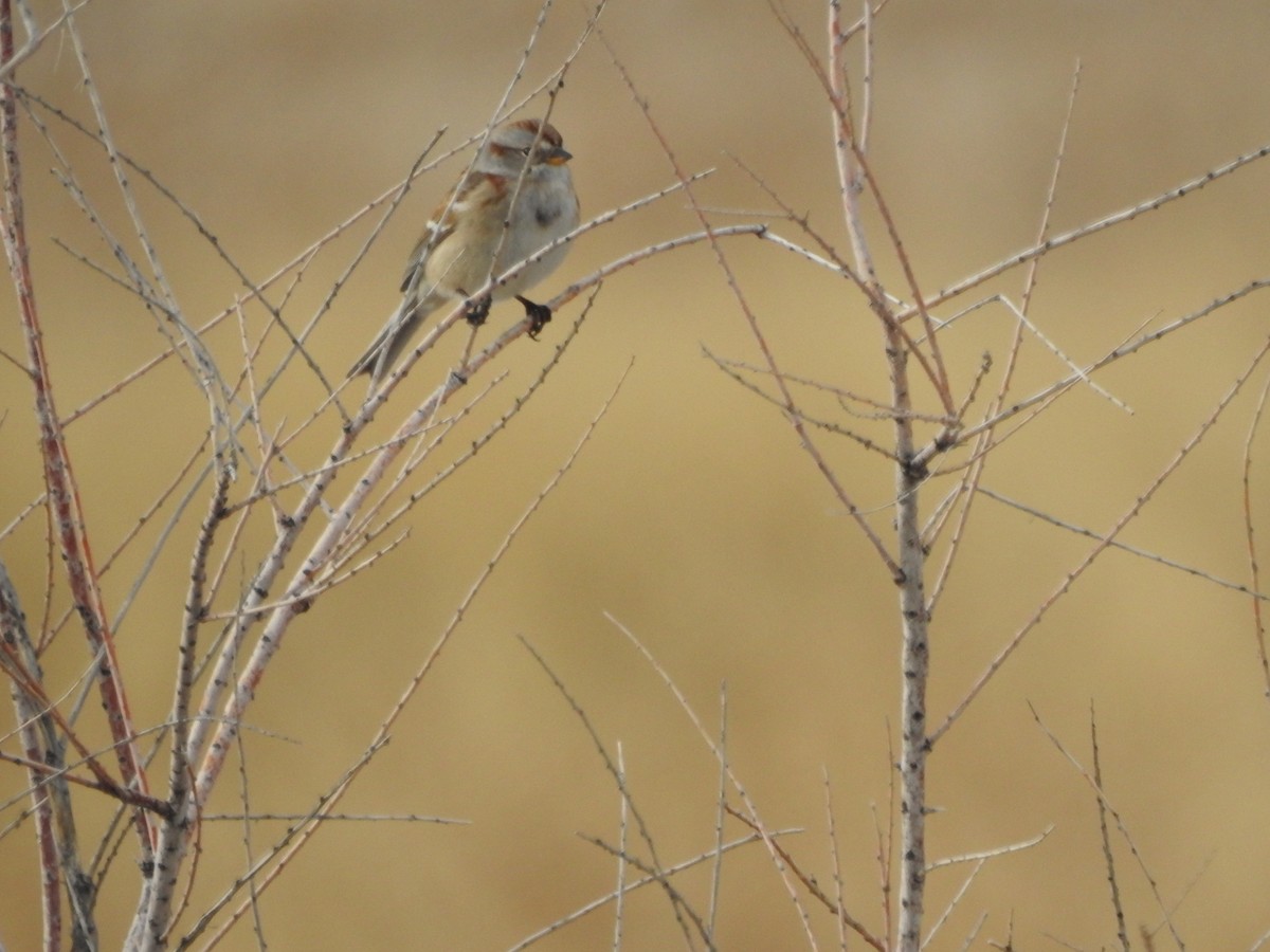 American Tree Sparrow - ML199793361