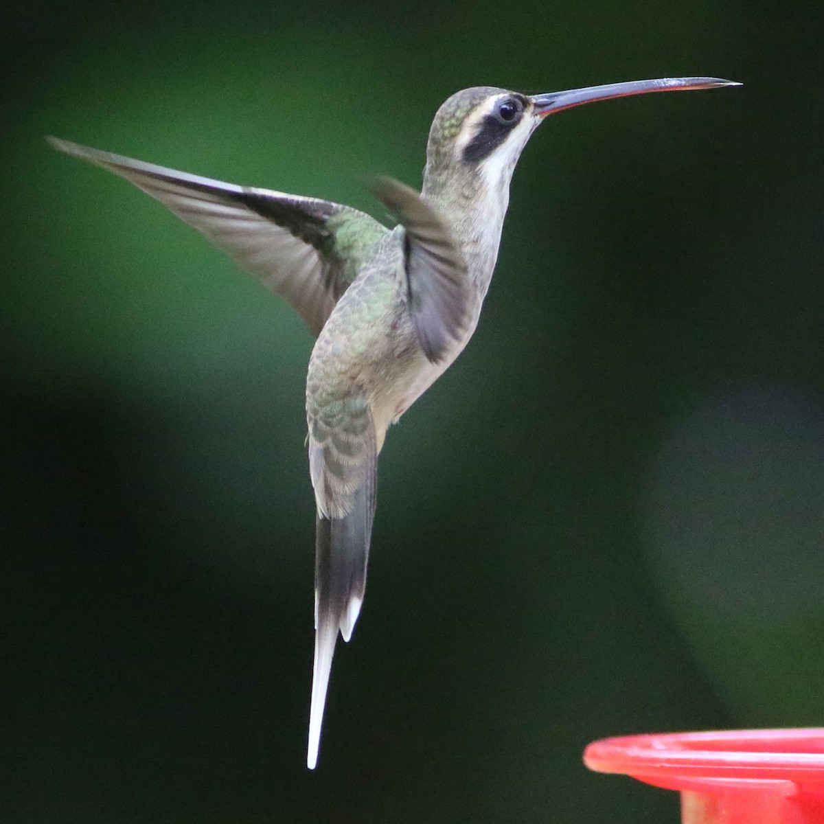 Pale-bellied Hermit - ML199793381