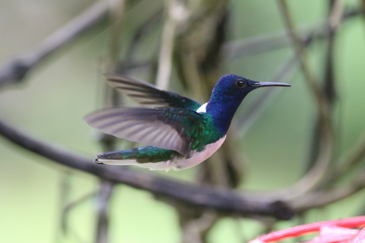 White-necked Jacobin - Robert McNab