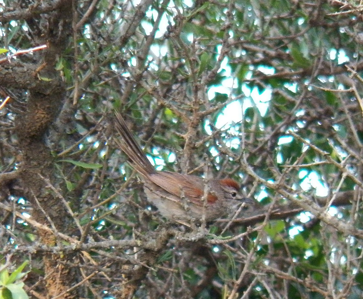 Pale-breasted Spinetail - ML199797061