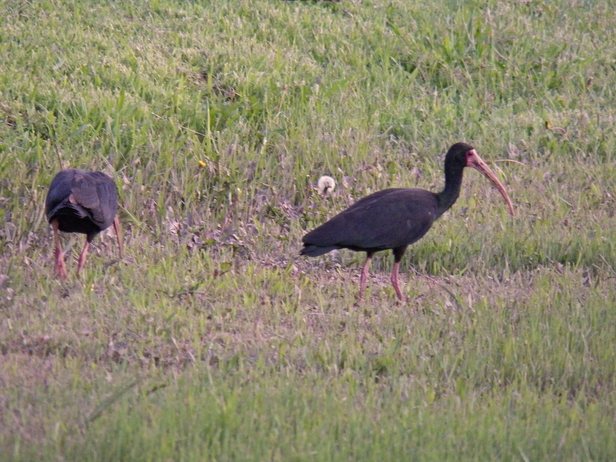 Bare-faced Ibis - ML199797151