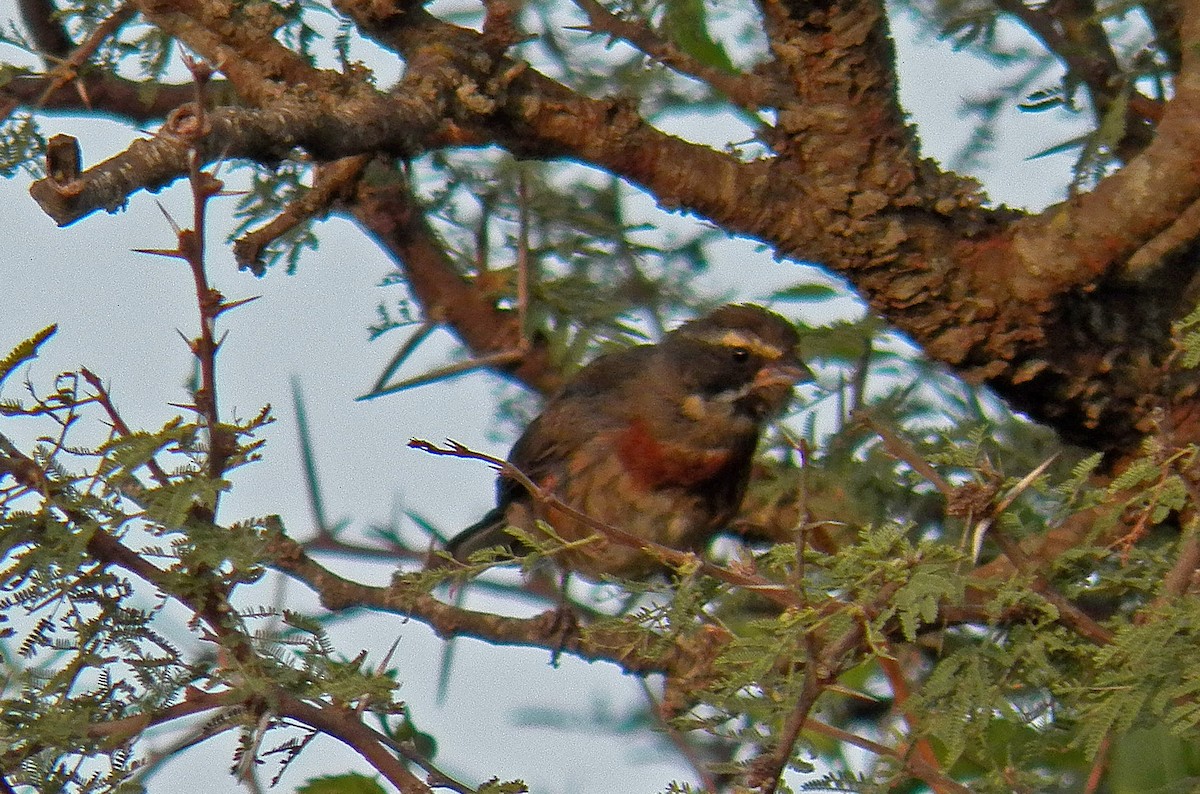 Black-and-chestnut Warbling Finch - ML199797171