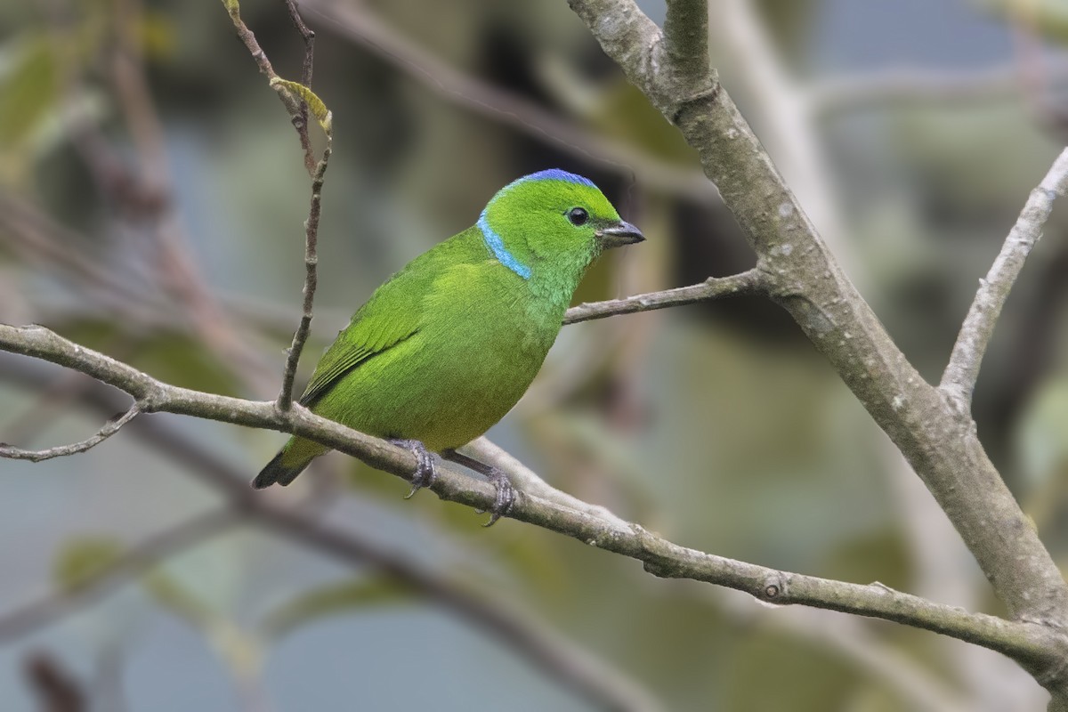 Golden-browed Chlorophonia - ML199797681