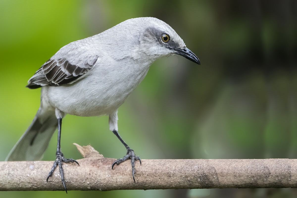 Tropical Mockingbird - ML199797991