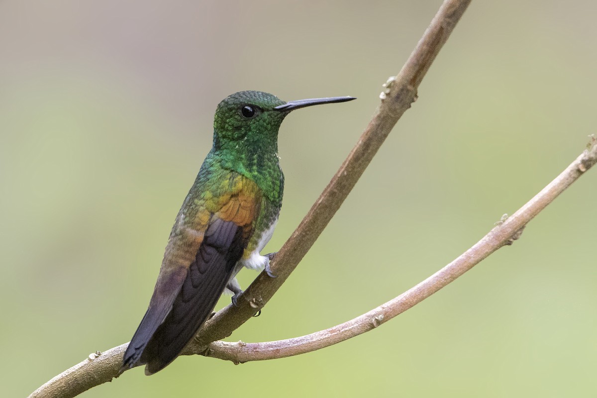 Snowy-bellied Hummingbird - ML199798331