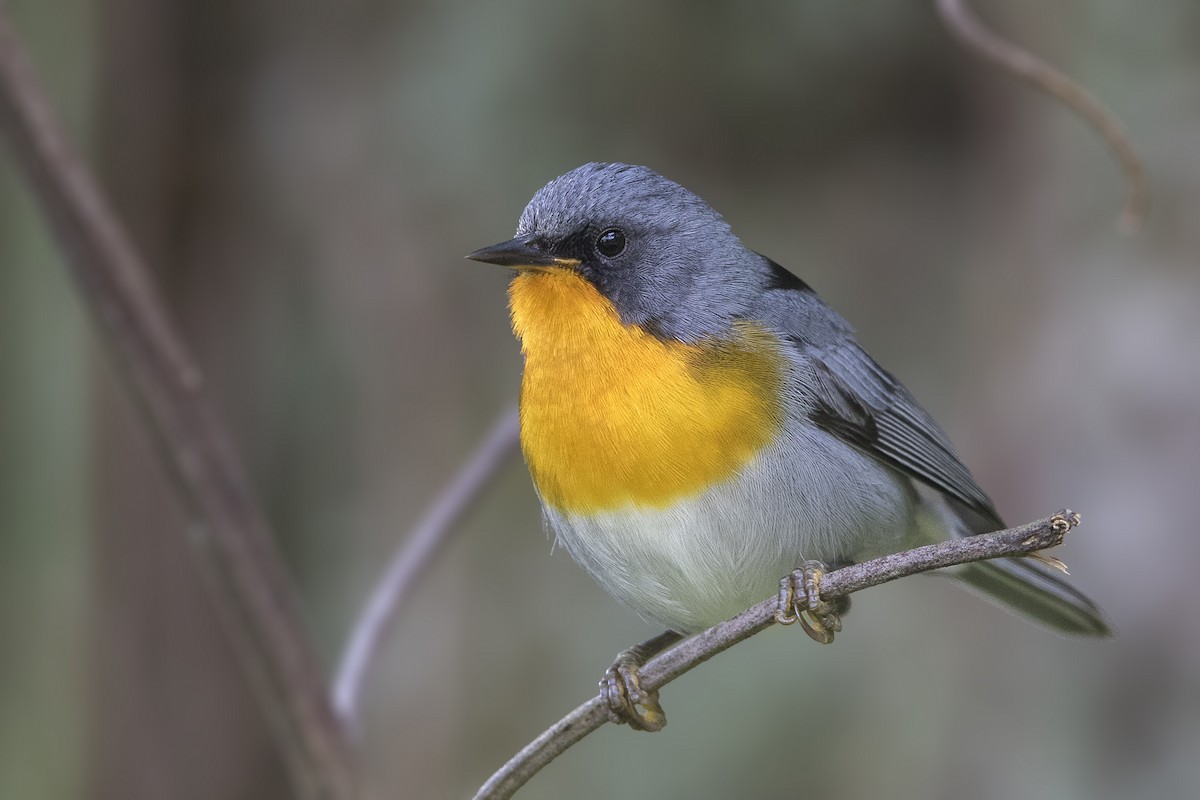 Flame-throated Warbler - ML199798371