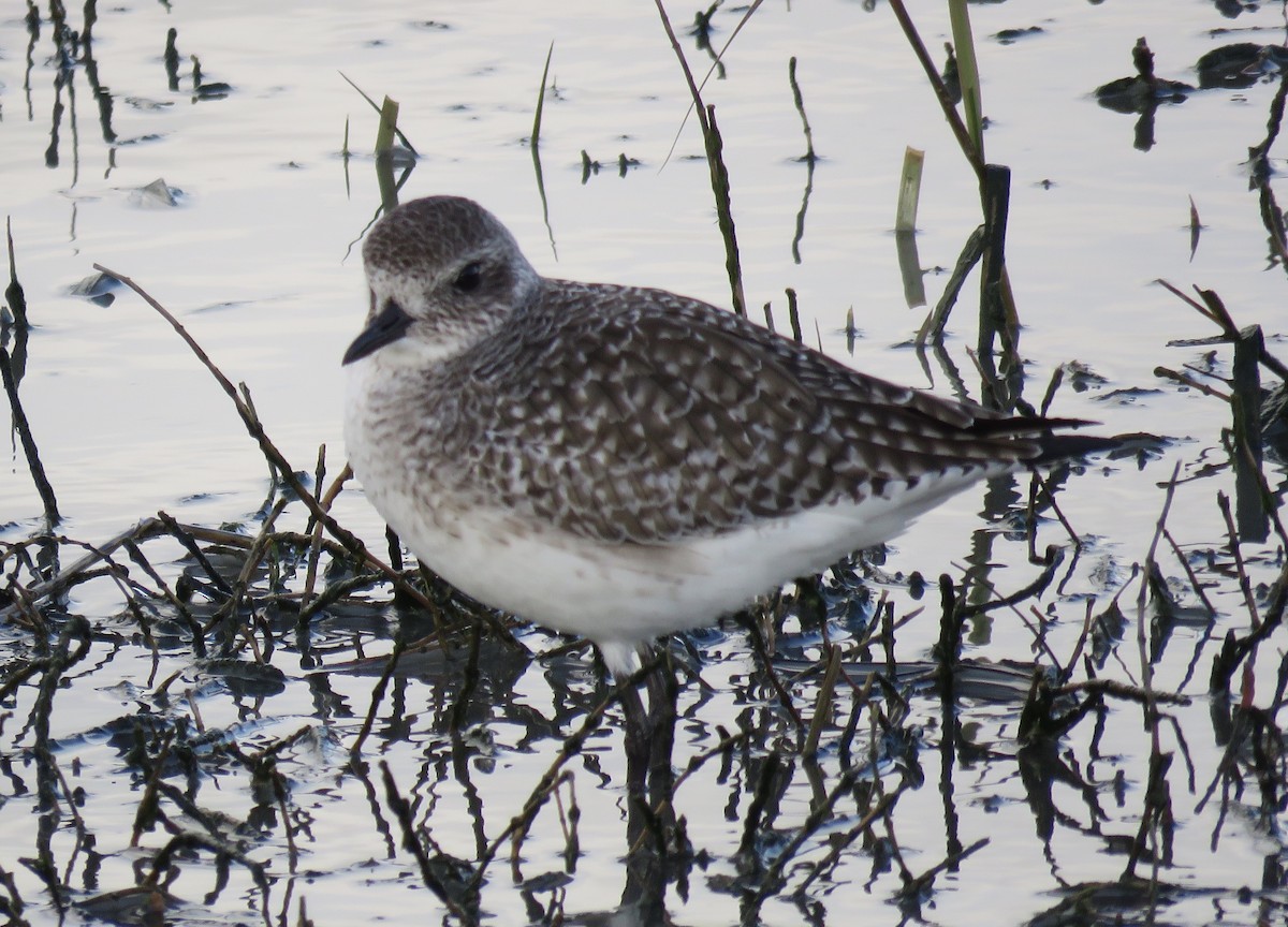 Black-bellied Plover - George Chrisman