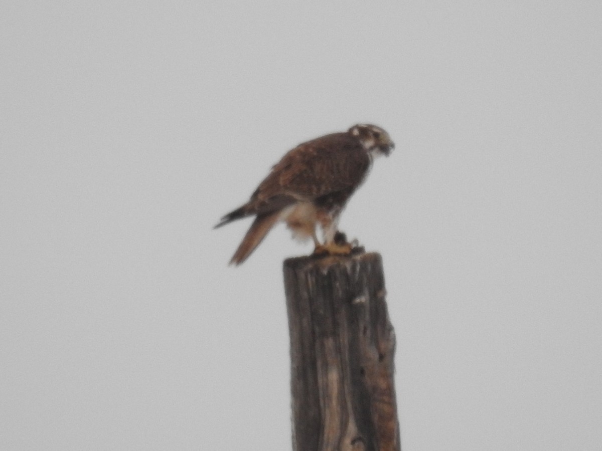 Prairie Falcon - Tina Toth