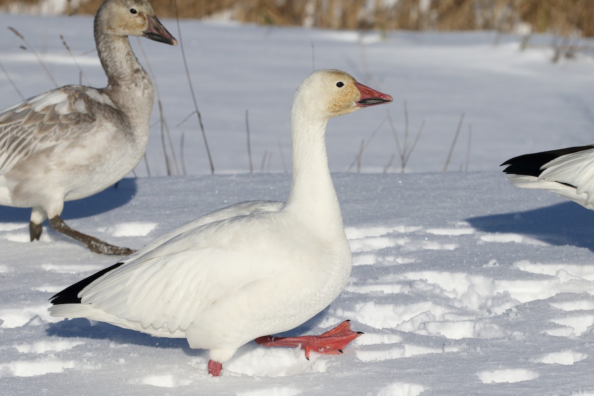 Snow Goose - Christopher Escott