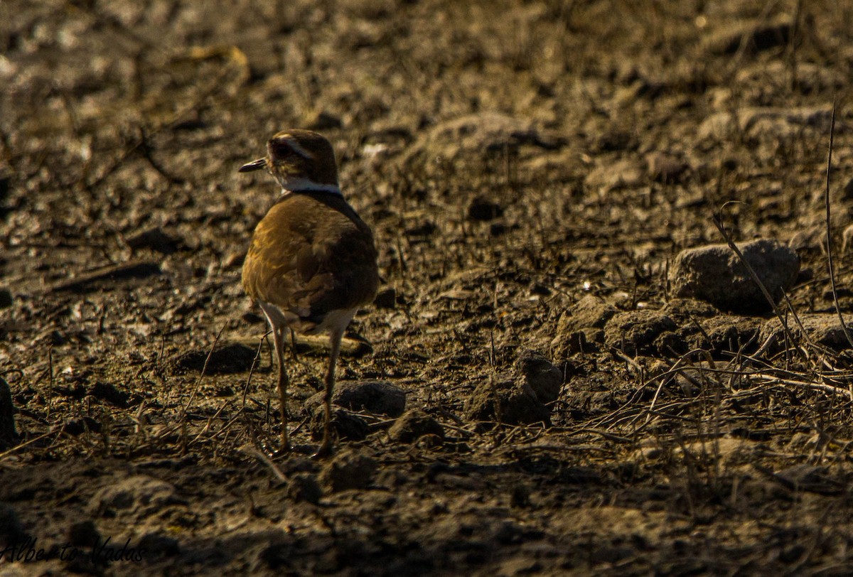 Killdeer - Alberto Vadas Thomaes