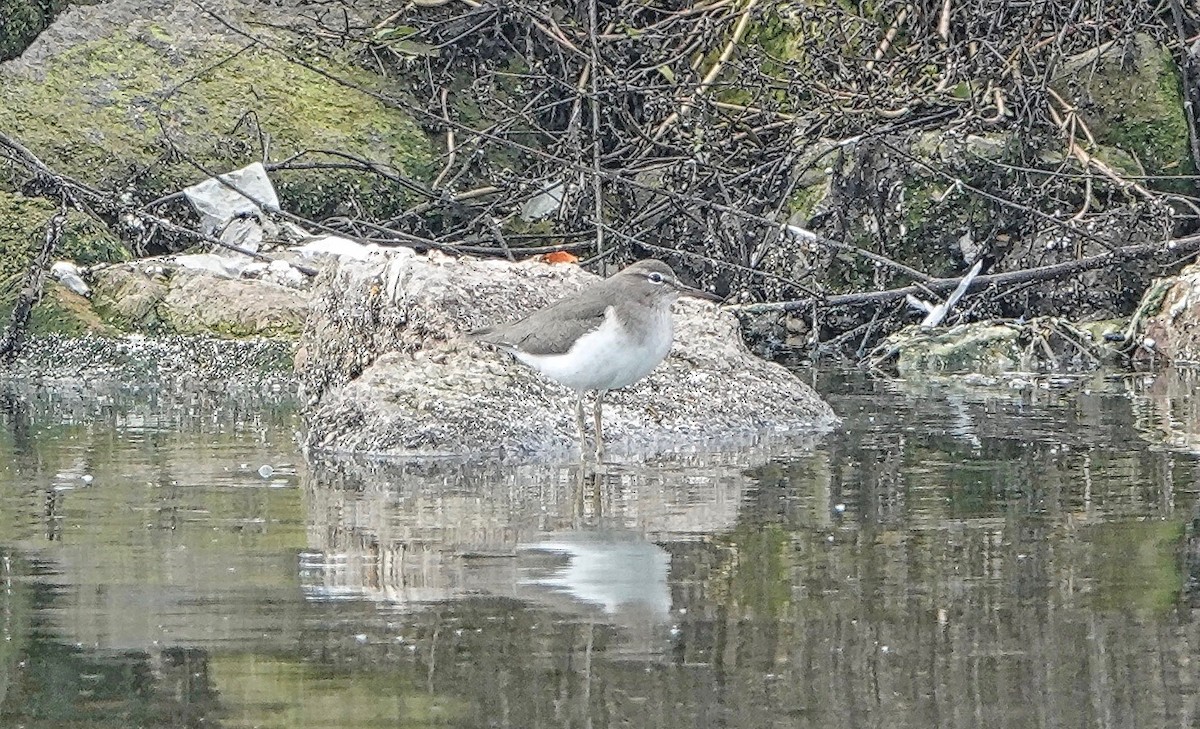 Spotted Sandpiper - ML199804821
