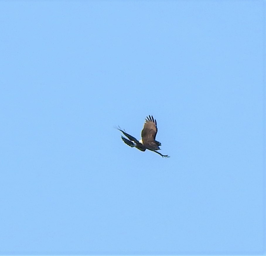 Northern Harrier - ML199804961